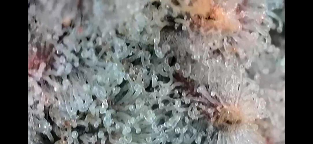 Chem-D Duet. Week 16 - Chemferno 