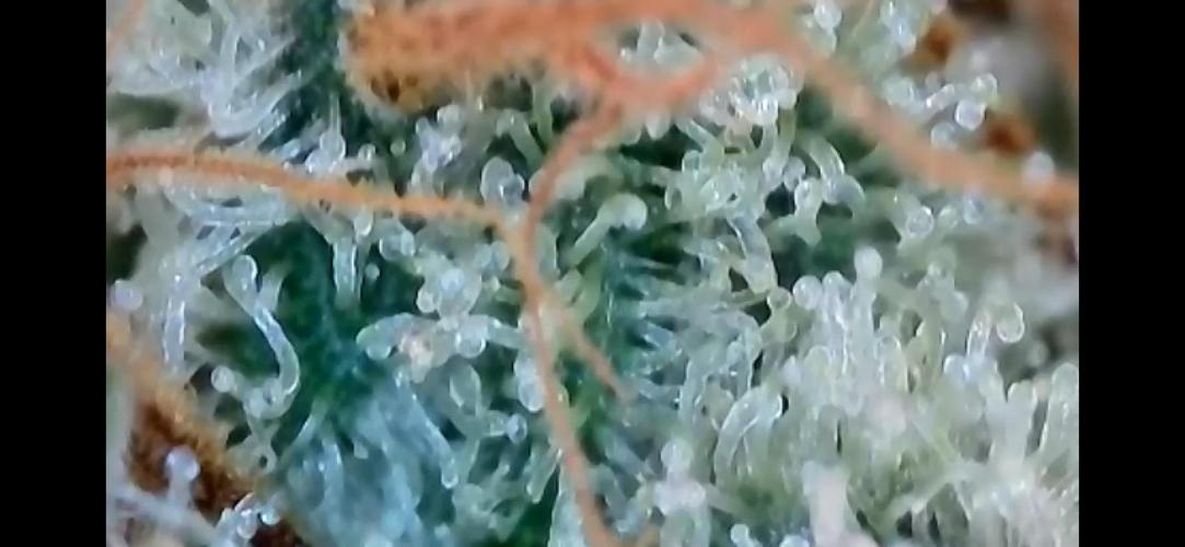 Chem-D Duet. Week 16 - Chemferno 