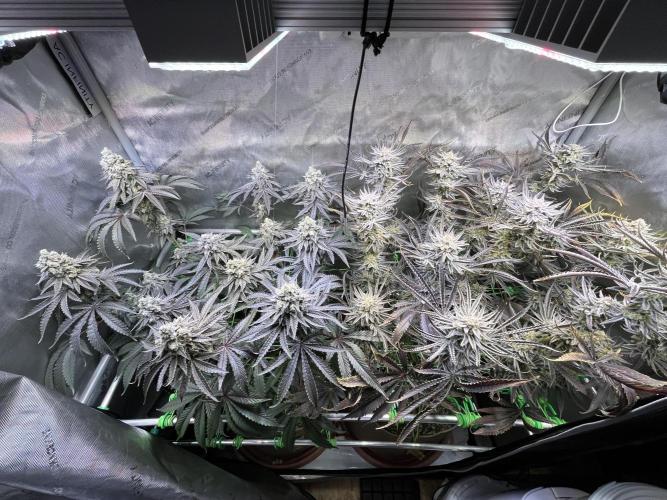 Chem-D Duet. Week 16