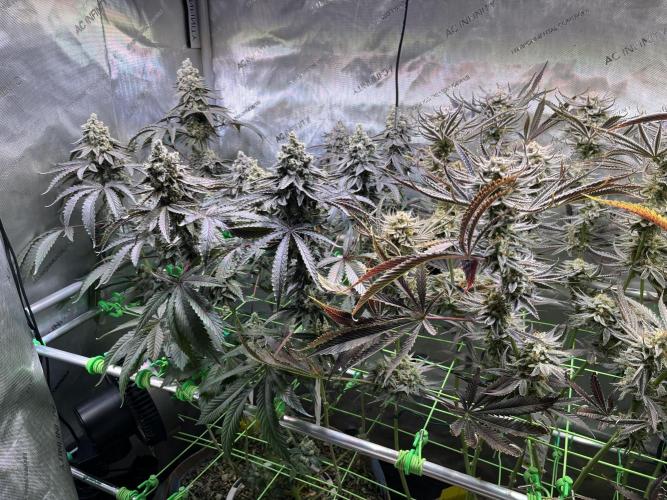 Chem-D Duet. Week 16