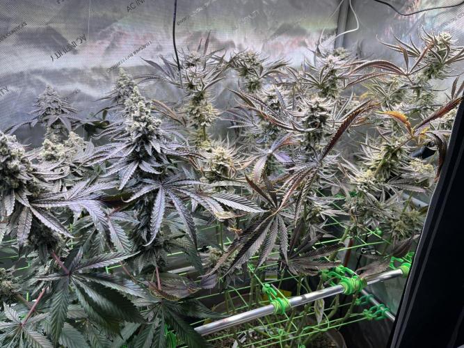 Chem-D Duet. Week 16