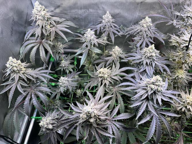 Chem-D Duet. Week 16 - Ocean Toxin - After defoliation 