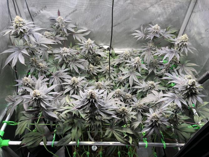 Pink Milk • Solfire. Week 14