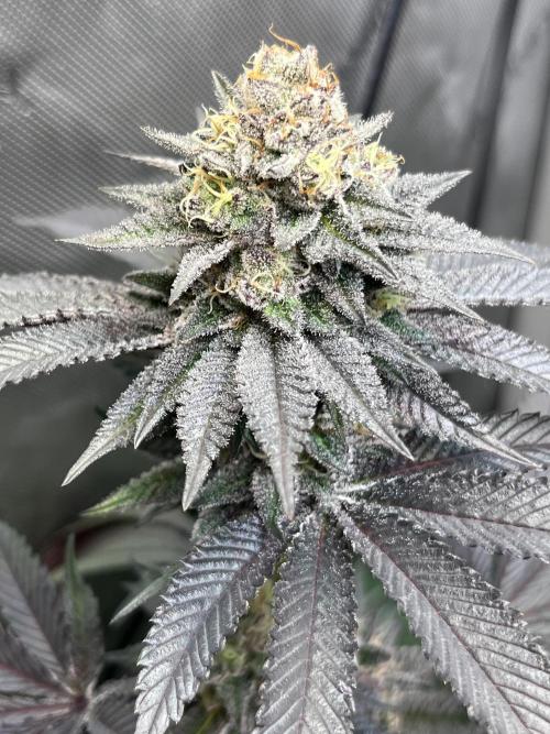 Pink Milk • Solfire. Week 14