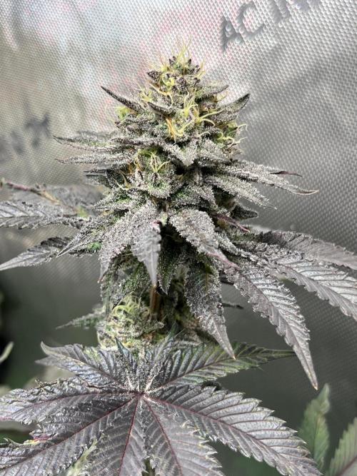 Pink Milk • Solfire. Week 14