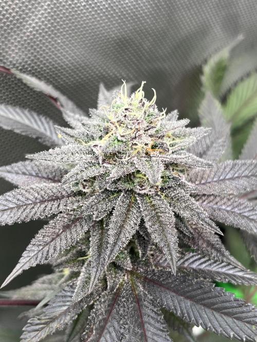 Pink Milk • Solfire. Week 14