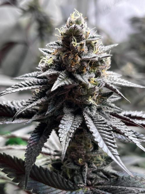Pink Milk • Solfire. Week 14