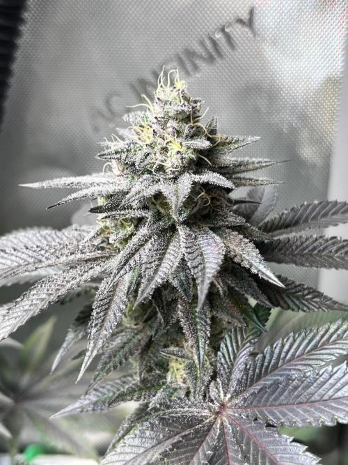 Pink Milk • Solfire. Week 14