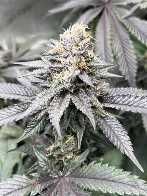 Pink Milk • Solfire. Week 14