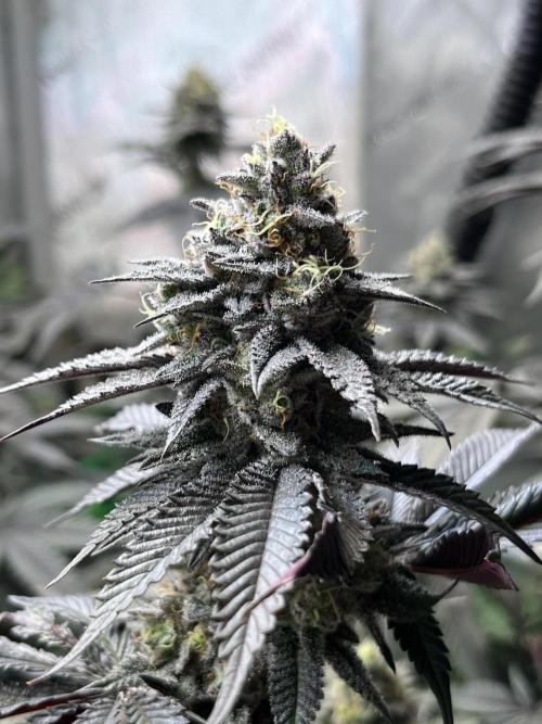 Pink Milk • Solfire. Week 14