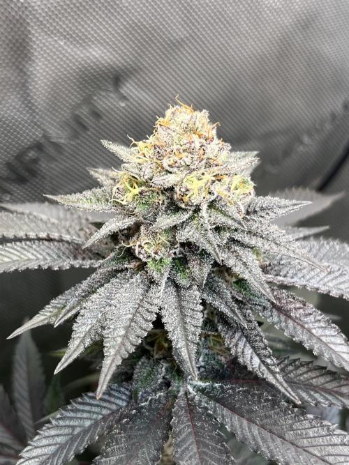 Pink Milk • Solfire. Week 14