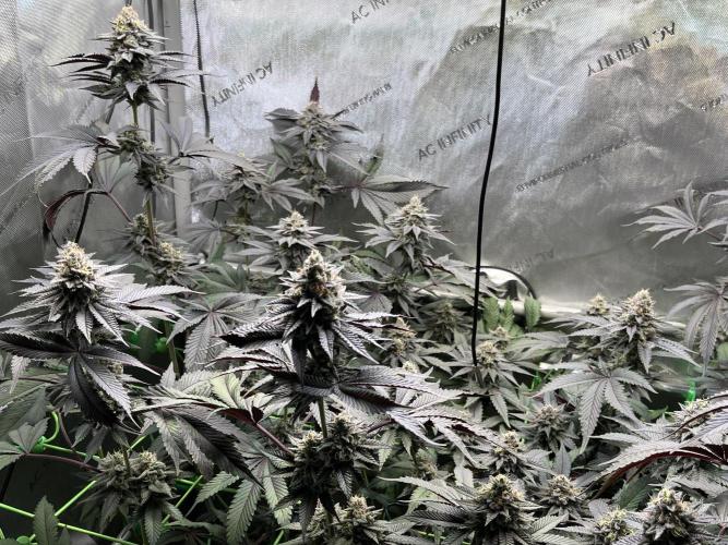 Pink Milk • Solfire. Week 14