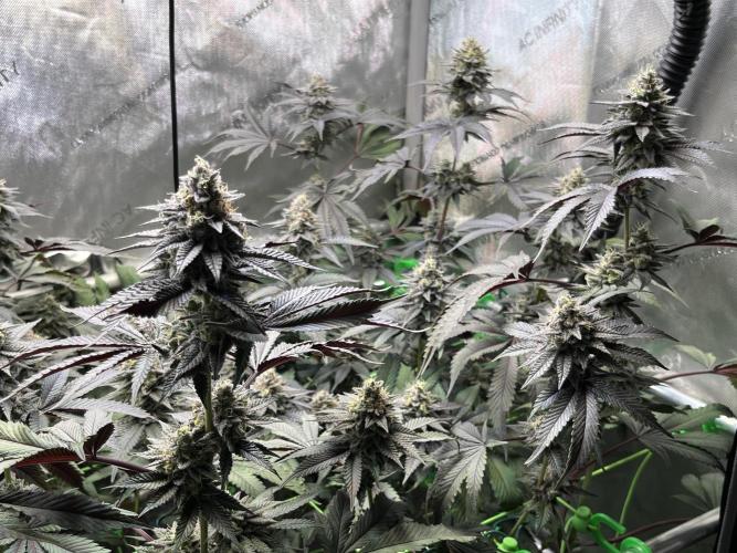 Pink Milk • Solfire. Week 14