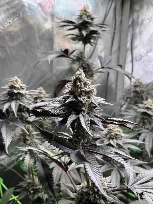 Pink Milk • Solfire. Week 14