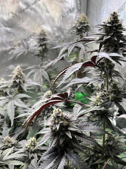 Pink Milk • Solfire. Week 14