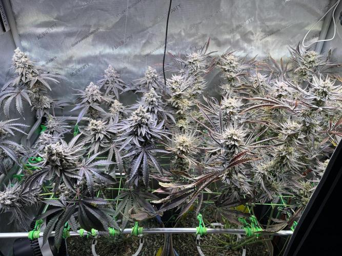 Chem-D Duet. Week 17