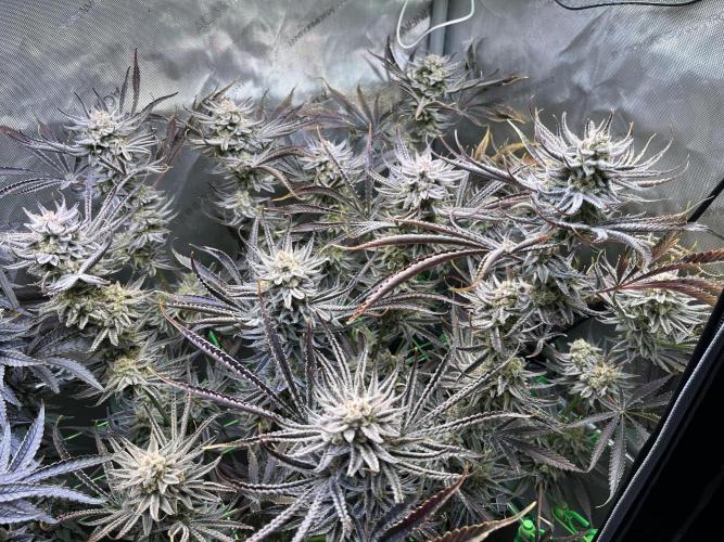 Chem-D Duet. Week 17 - Chemferno 