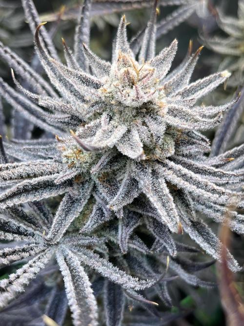 Chem-D Duet. Week 17 - Chemferno 
