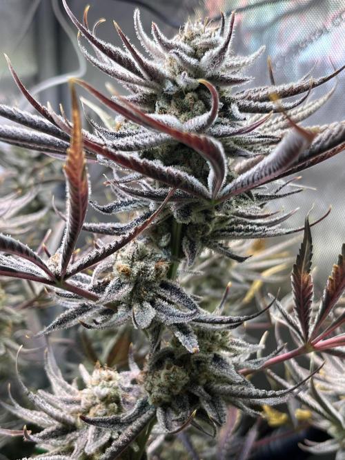 Chem-D Duet. Week 17