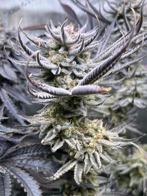 Chem-D Duet. Week 17