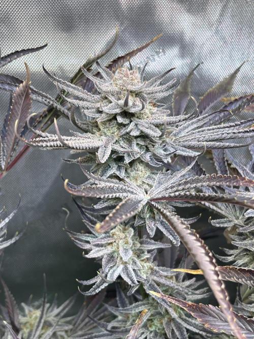 Chem-D Duet. Week 17