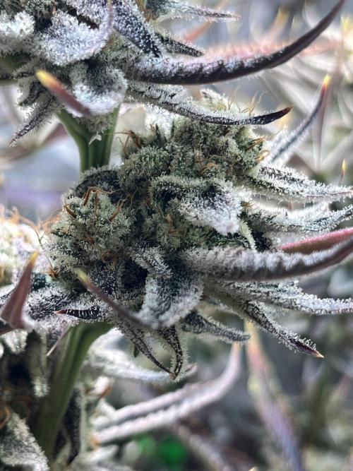 Chem-D Duet. Week 17 - Chemferno 