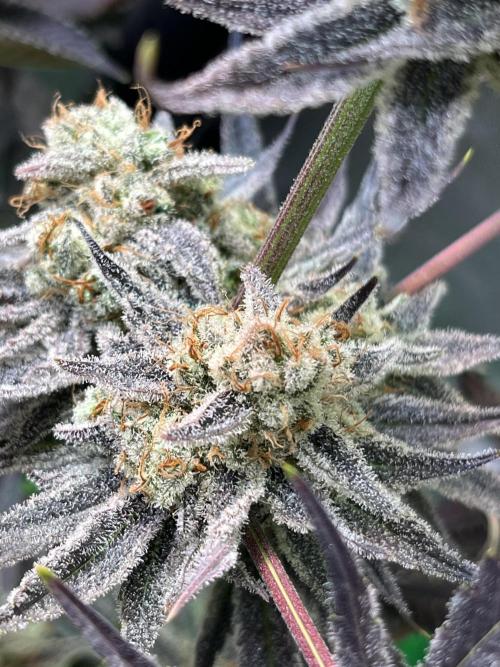 Chem-D Duet. Week 17 - Chemferno 