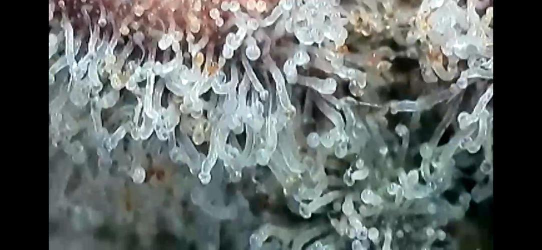 Chem-D Duet. Week 17 - Chemferno 