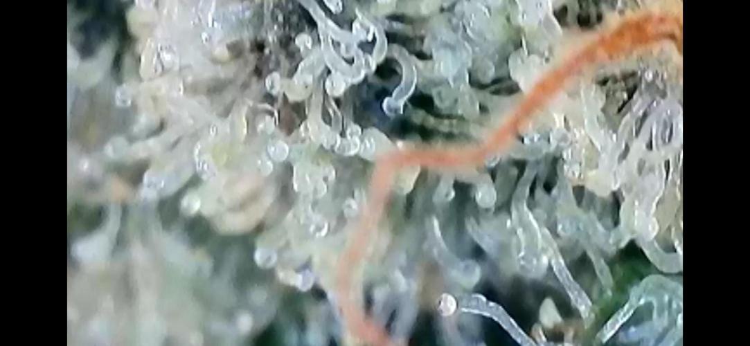 Chem-D Duet. Week 17 - Chemferno 