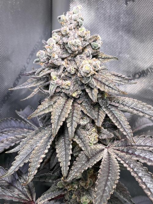 Chem-D Duet. Week 17