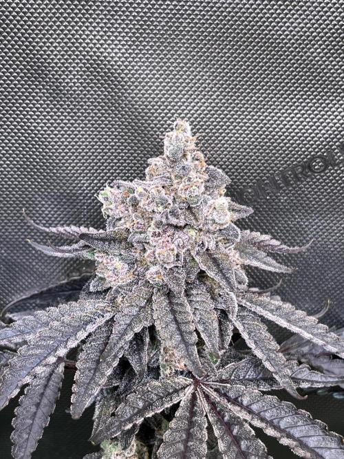 Chem-D Duet. Week 17