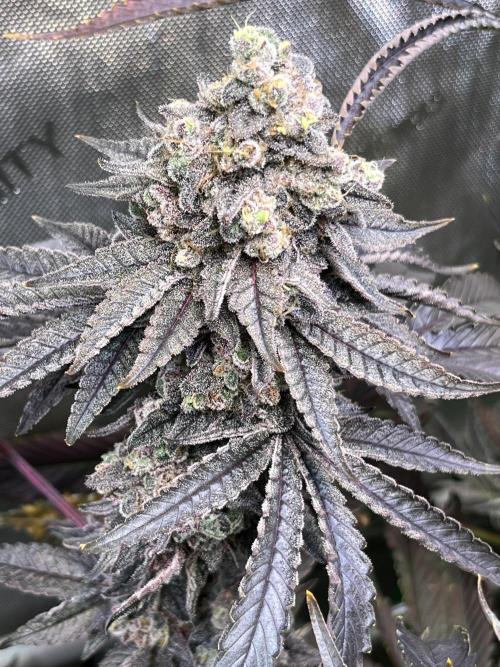 Chem-D Duet. Week 17