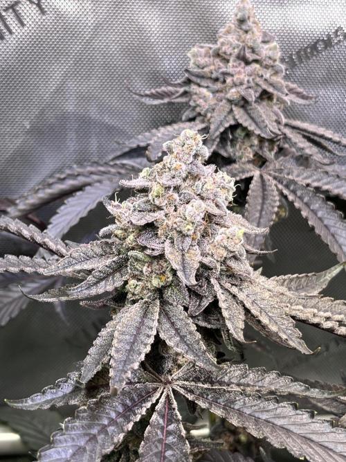Chem-D Duet. Week 17