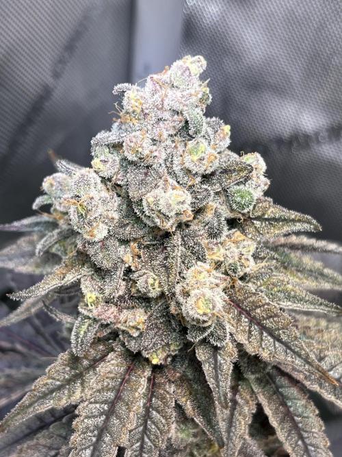 Chem-D Duet. Week 17