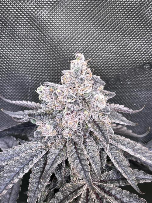 Chem-D Duet. Week 17