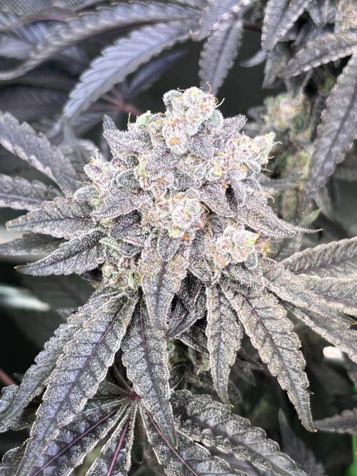 Chem-D Duet. Week 17
