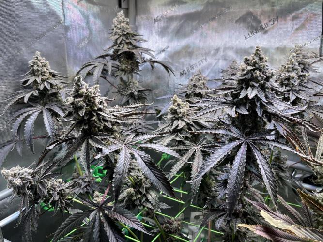 Chem-D Duet. Week 17