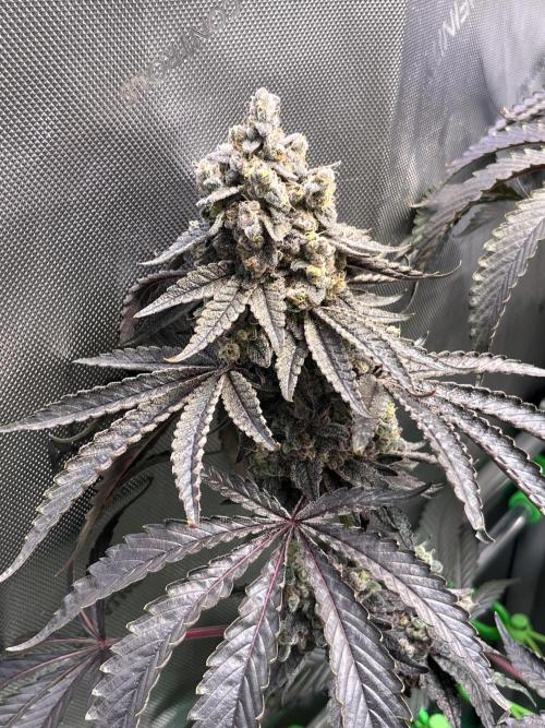 Chem-D Duet. Week 17