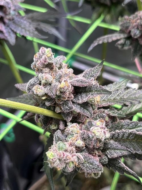 Chem-D Duet. Week 17