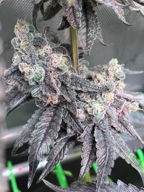 Chem-D Duet. Week 17