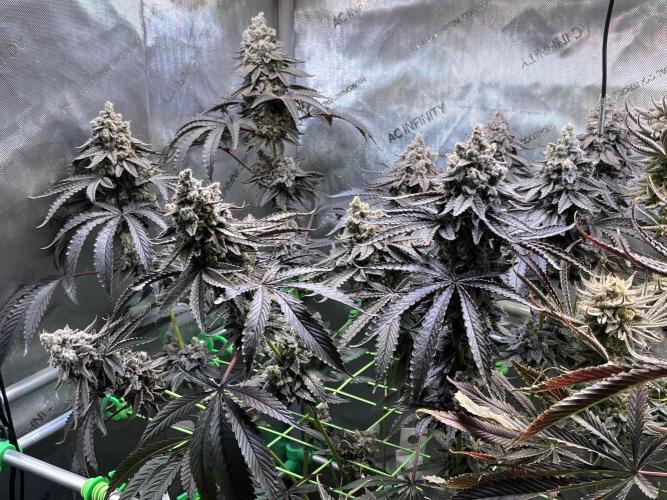 Chem-D Duet. Week 17