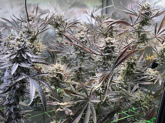 Chem-D Duet. Week 17