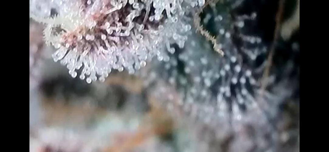 Chem-D Duet. Week 17 - Ocean Toxin