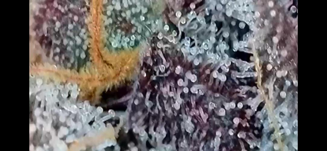 Chem-D Duet. Week 17 - Ocean Toxin