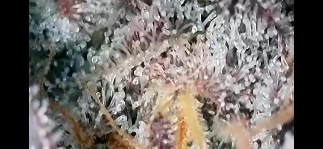 Chem-D Duet. Week 17 - Ocean Toxin