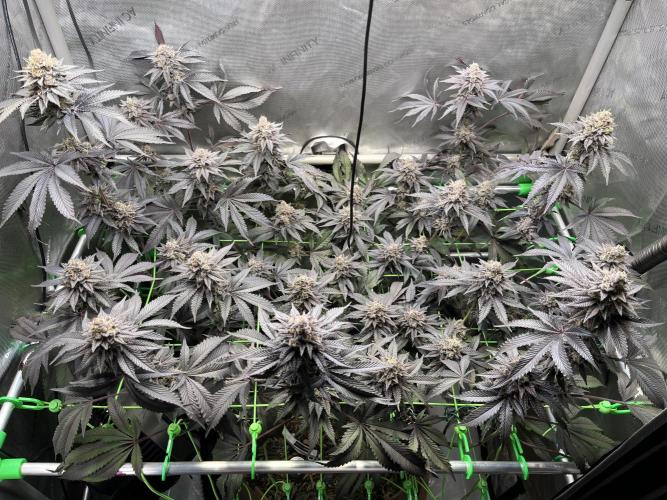 Pink Milk • Solfire. Week 15