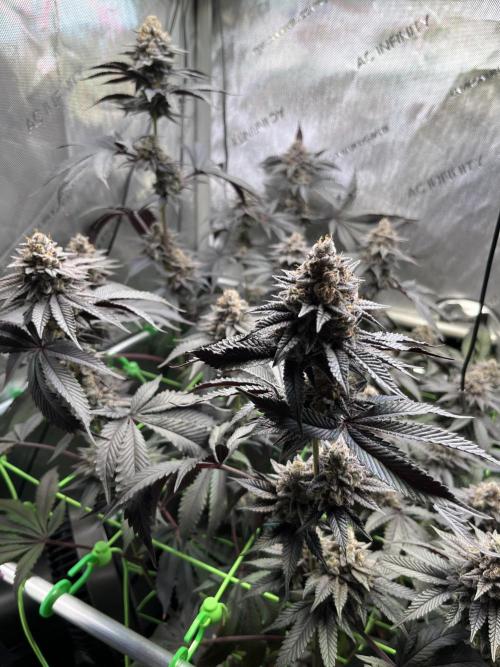 Pink Milk • Solfire. Week 15