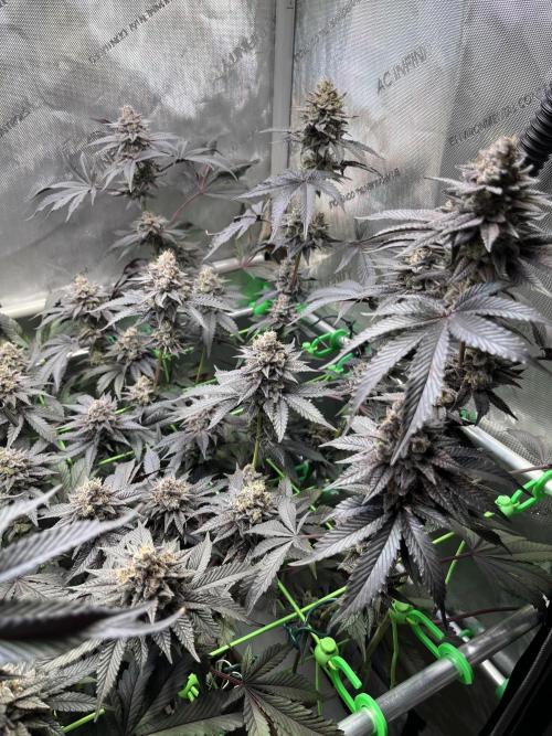 Pink Milk • Solfire. Week 15