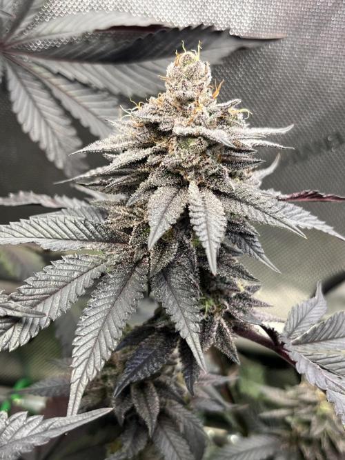 Pink Milk • Solfire. Week 15