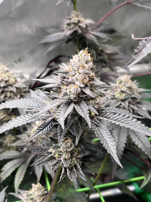 Pink Milk • Solfire. Week 15